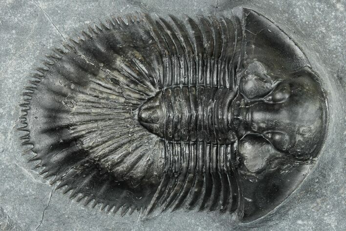 Thysanopeltis Trilobite - Boudib, Morocco #252399